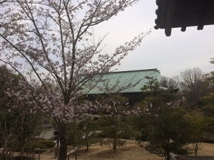 2017.4.5桜