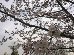 2017.4.5桜3.1